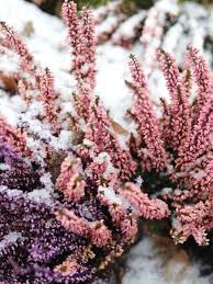 Piante grasse da giardino resistenti al freddo e le piante. 10 Piante Resistenti Al Freddo Per Balcone E Terrazzo Westwing