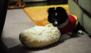 Check spelling or type a new query. How To Control Bad Dog Behavior Brookline Dog Grooming Brookline Ma