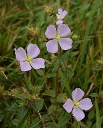 Image result for Crotalaria parvula
