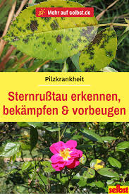 Sternrusstau Selbst De Sternrusstau Rosen Pflanzen Rosenpflege
