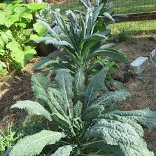 Jun 06, 2021 · vegetables: 34 Vegetable Plants You Can Grow In Less Sunlight Or More Shade Full The Rusted Garden