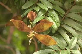 Image result for Millettia grandis