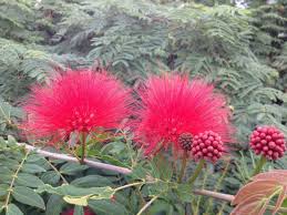 Image result for Calliandra haematocephala