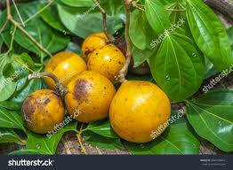 Image result for Strychnos lucens