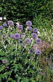 Image result for Echinops