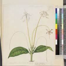 Image result for Oxyanthus speciosus