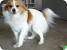 Papillon American Eskimo Pomeranian