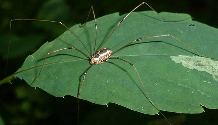 My Daddy Longlegs | Life in the Finger Lakes