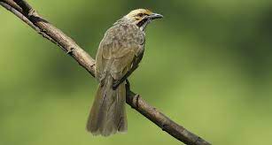 We did not find results for: Daftar Harga Burung Cucak Rowo Ternakan Hutan