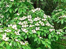 Image result for Canthium bugoyense