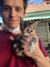 Rehoming 3 kittens in Houston, Texas