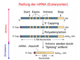 Moderna and pfizer are simply delivering a specific mrna sequence to our cells. Gene Quantification Mrna Analysis Methods Mrna Quantification