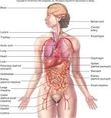 The major organs of the abdomen include the. Map Of Human Organs Human Body Diagram Human Body Organs Human Body Anatomy