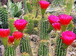 Winter's chill might even make you feel awake and. Cactus Habitat Where Do Cacti Grow Homeland Indoor Cactus Nature 2021
