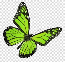 Green And Black Butterfly Transparent Background Png Clipart Hiclipart Looking for fruit green butterfly background images? green and black butterfly transparent