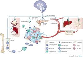 Image result for Sympathetic Nervous System