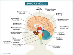 U dorosłego człowieka rozciąga się od otworu wielkiego do. Nowotwory Oun Onkorodzice