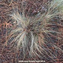 Image result for Aristida