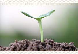 Check spelling or type a new query. The Ultimate Sunflower Care Guide Ftd Com