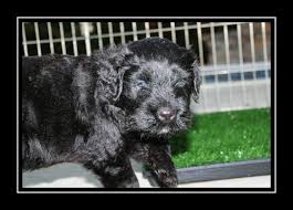 Before buying a puppy it is important to understand the associated costs of owning a dog. Blog Guardian Bears Kennel
