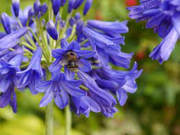 Agapanthus Flower Of Love Fairweathers Garden Centre