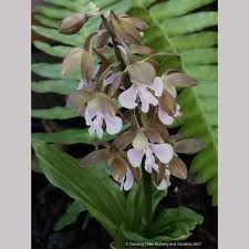 Image result for Calanthe