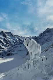 White wolf, wolf, predator, white. White Wolf Wallpaper For Android Apk Download