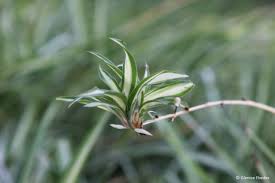 Image result for Chlorophytum galpinii