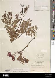 Image result for Caesalpinia cassioides