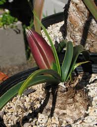Image result for Crinum buphanoides