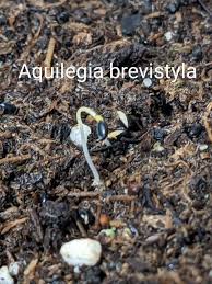 Image result for Hydrolea brevistyla