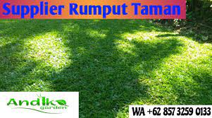 Meskipun begitu, pada dasarnya rumput ini bisa ditanam di berbagai jenis tanah, termasuk tanah berpasir dan tanah merah. Jarak Tanam Rumput Gajah Mini Call 0857 3259 0133 Terbaik Garden 62nd Solo