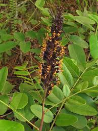 Image result for Indigofera filipes