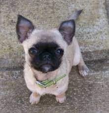 Chihuahua Pug Chug Cute Pugs Cute Dogs Chihuahua Pug Mix