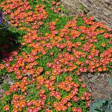 Image result for Delosperma mahonii