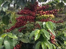 The coffee industry of kenya is noted for its cooperative system of production, processing, milling, marketing, and auction system. Kenyan Coffee Guide Beans Brands Regions Flavor Notes Enjoyjava