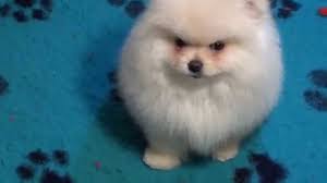 pomeranian zwergspitz welpen 11 wochen alt animals dogs lovely