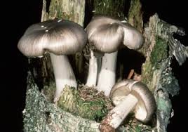 Image result for Cola discoglypremnophylla