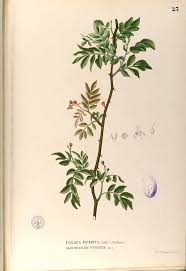 Image result for Zanthoxylum sp. A