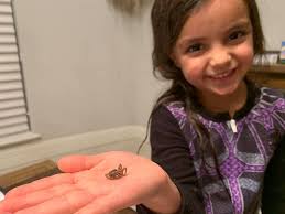 What are some insects found in the Rio Grande Valley?