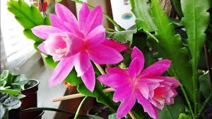 Orchid cactus stems are broad and flat with serrated edges. Epiphyllum By Plantmansa