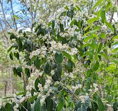 Image result for Psychotria ceratoloba