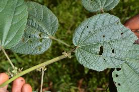 Image result for Triumfetta tomentosa