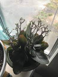 Wait until late spring, or after the kalanchoe is done blooming. Kalanchoe Actively Declining For 2 Mo Need Help Leaves Are Healthy But Blossom Heads Keep Dying When They Try To Grow Back Gardening