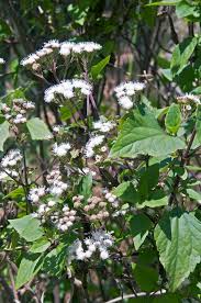 Image result for Ageratinastrum