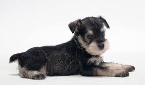 Miniature Black And Brown Yorkie Miniature Schnauzer Miniature Schnauzer Black Miniature Schnauzer Schnauzer Dogs