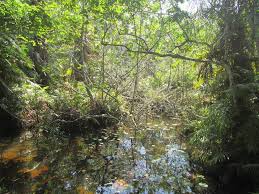 Image result for Callichilia orientalis