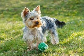 Von verhaltenseigenschaften über charakterzüge bis zu seiner geschichte ✅ du überlegst. Yorkshire Terrier Lebenserwartung Lebensdauer Yorkshire De