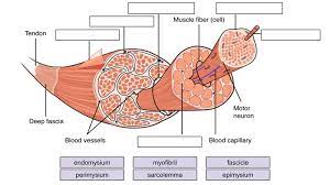 Maybe you would like to learn more about one of these? Muscles Labeling