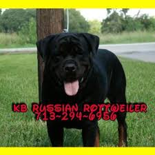 Dog shelters and rescues in houston, texas. Rottweiler Puppies Pets And Animals For Sale Houston Tx